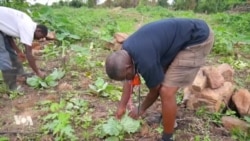 Le coronavirus accélère la popularité des aliments biologiques au Ghana