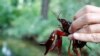 FILE - A red swamp crayfish (Procambarus clarkii) is held by Charles Oliver Coleman, of the Leibniz Institute for Research on Evolution and Biodiversity, at Tiergarten park in Berlin, Germany, August 24, 2017. The invasive red…