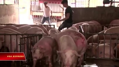 Việt Nam phạt trang Facebook đưa tin ‘thất thiệt’ về dịch tả lợn châu Phi