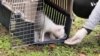 Rare Albino Jaguarundi Cub Rescued in Colombia