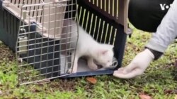 Rare Albino Jaguarundi Cub Rescued in Colombia