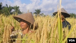 Petani di Bali sedang panen. (Foto: Dok)