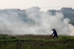 FILE - A farmer harvests rice in a paddy field outside Hanoi, June 10, 2019.
