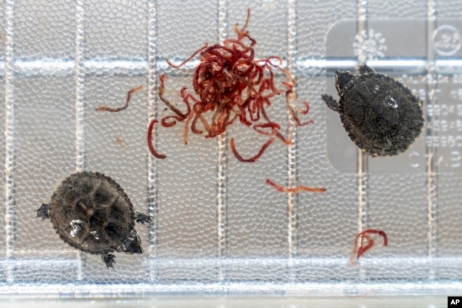 Musk turtles are fed blood worms while in quarantine at Roger Williams Park Zoo after 16 of the quarter-sized turtle hatchlings were confiscated in a wildlife bust on November 1, 2022, in Providence, Rhode Island. (AP Photo/David Goldman)