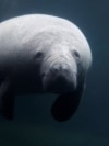 FRANCE-SEA COW/