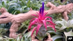 This image provided by Air Plant Hub shows a Tillandsia ionantha air plant in Vacaville, California. (Nathaniel Miller/Air Plant Hub via AP)