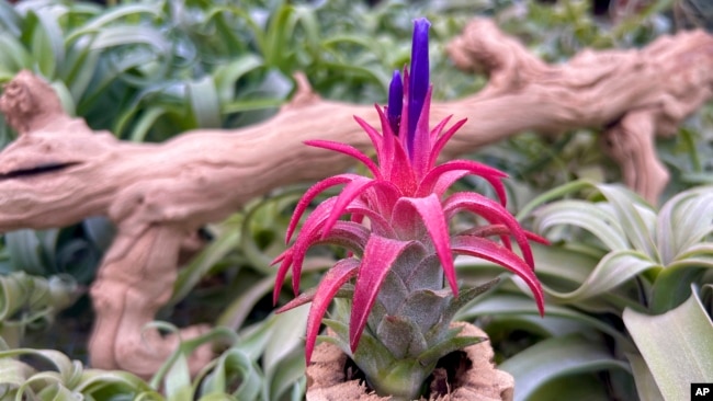 This image provided by Air Plant Hub shows a Tillandsia ionantha air plant in Vacaville, California. (Nathaniel Miller/Air Plant Hub via AP)