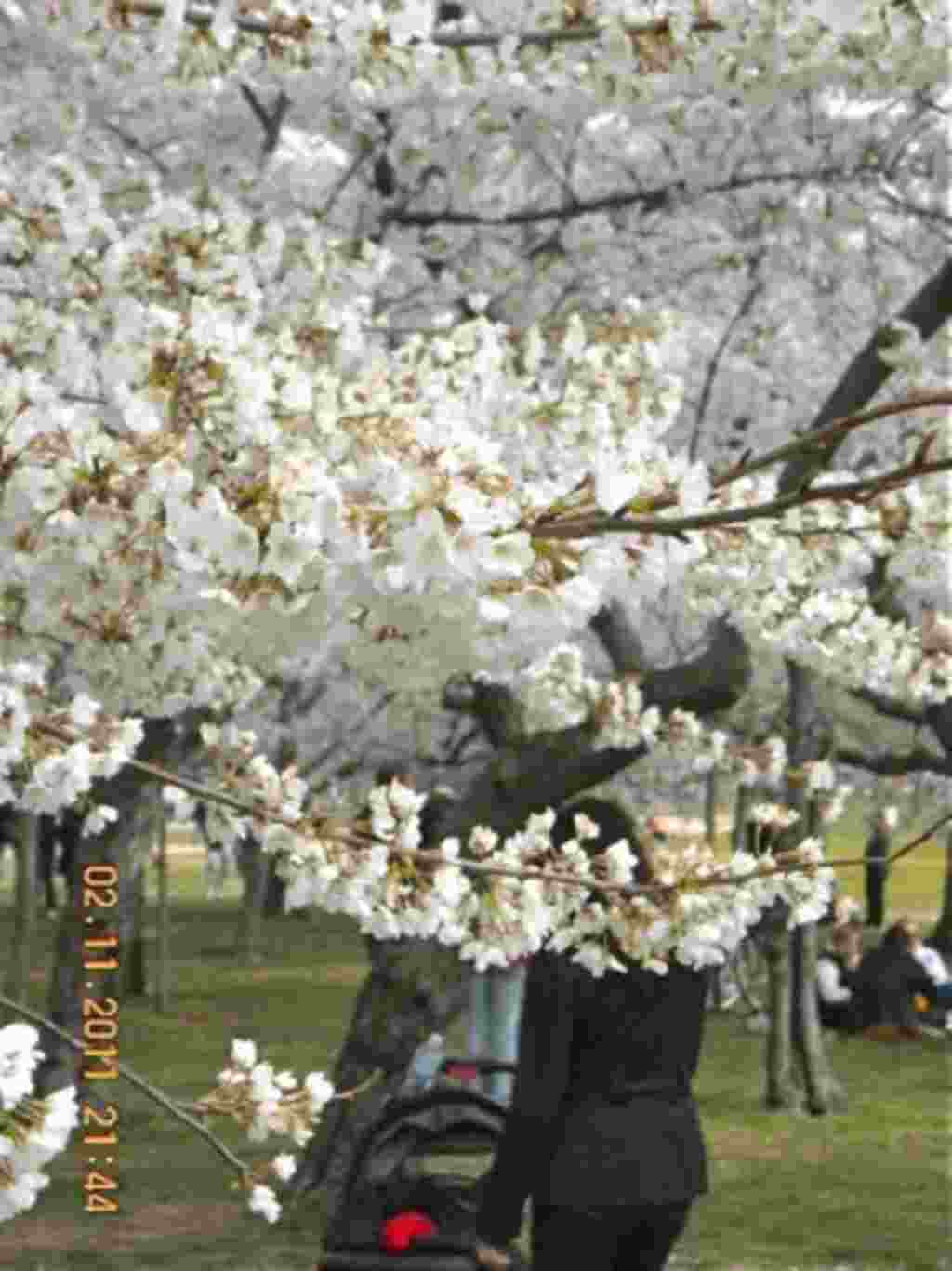 فستیوال شکوفه های گیلاس در واشنگتن ۲۰۱۱