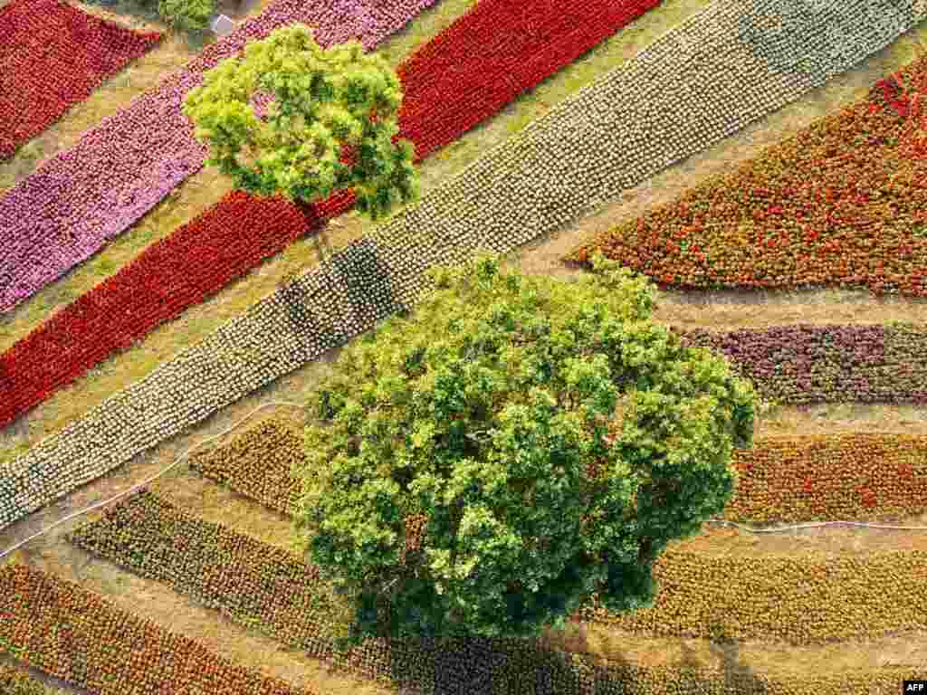An aerial photograph shows trees in a flower garden in the Beitou district of Taipei, Taiwan.