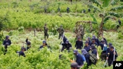 Policías montan guardia mientras agricultures contratados trabajan para erradicar plantaciones de coca en San Miguel, Colombia.
