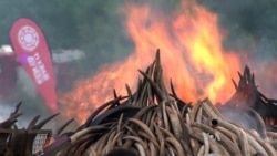 Africa's Elephant Ivory: Sell or Destroy?