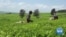 Job Losses Loom in Kenya's Tea Industry as Workers Compete with Machines 
