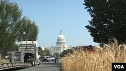 La Asociación Nacional de Productores de Trigo sembro un campo de trigo en el centro de Washington como parte de una campaña para limpiar su imagen.