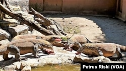 Komodo usia remaja sedang menikmati makan siang di Kebun Binatang Surabaya, Surabaya, 24 Mei 2019. (Foto: Petrus Riski-VOA)