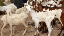 Mopti seli lahiya sugu lahaalayaw