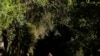 FILE - A man walks with his bicycle through the Tijuca Forest in Rio de Janeiro, Brazil, July 29, 2012.