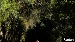 FILE - A man walks with his bicycle through the Tijuca Forest in Rio de Janeiro, Brazil, July 29, 2012.