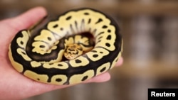 A snake can be seen at Pythonism, a pet store, that offers customers an opportunity to enjoy the company of snakes while sipping coffee, ahead of the upcoming Lunar New Year, which will usher in the Year of the Snake, in Taipei, Taiwan, Jan. 23, 2025. 