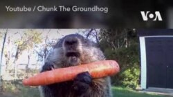 Сурок по имени Чанк