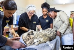 Cheetah Conservation Fund (CCF) Founder and Executive Director Dr. Laurie Marker and CCF cheetah specialist team prepare a cheetah for the translocation to India at the CCF centre in Otjiwarongo, Namibia, September 12, 2022. (Courtesy of Cheetah Conservation Fund/Handout via REUTERS)