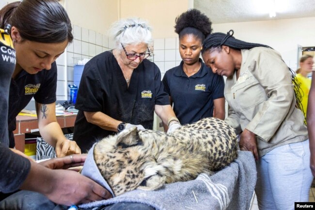 Cheetah Conservation Fund (CCF) Founder and Executive Director Dr. Laurie Marker and CCF cheetah specialist team prepare a cheetah for the translocation to India at the CCF centre in Otjiwarongo, Namibia, September 12, 2022. (Courtesy of Cheetah Conservation Fund/Handout via REUTERS)