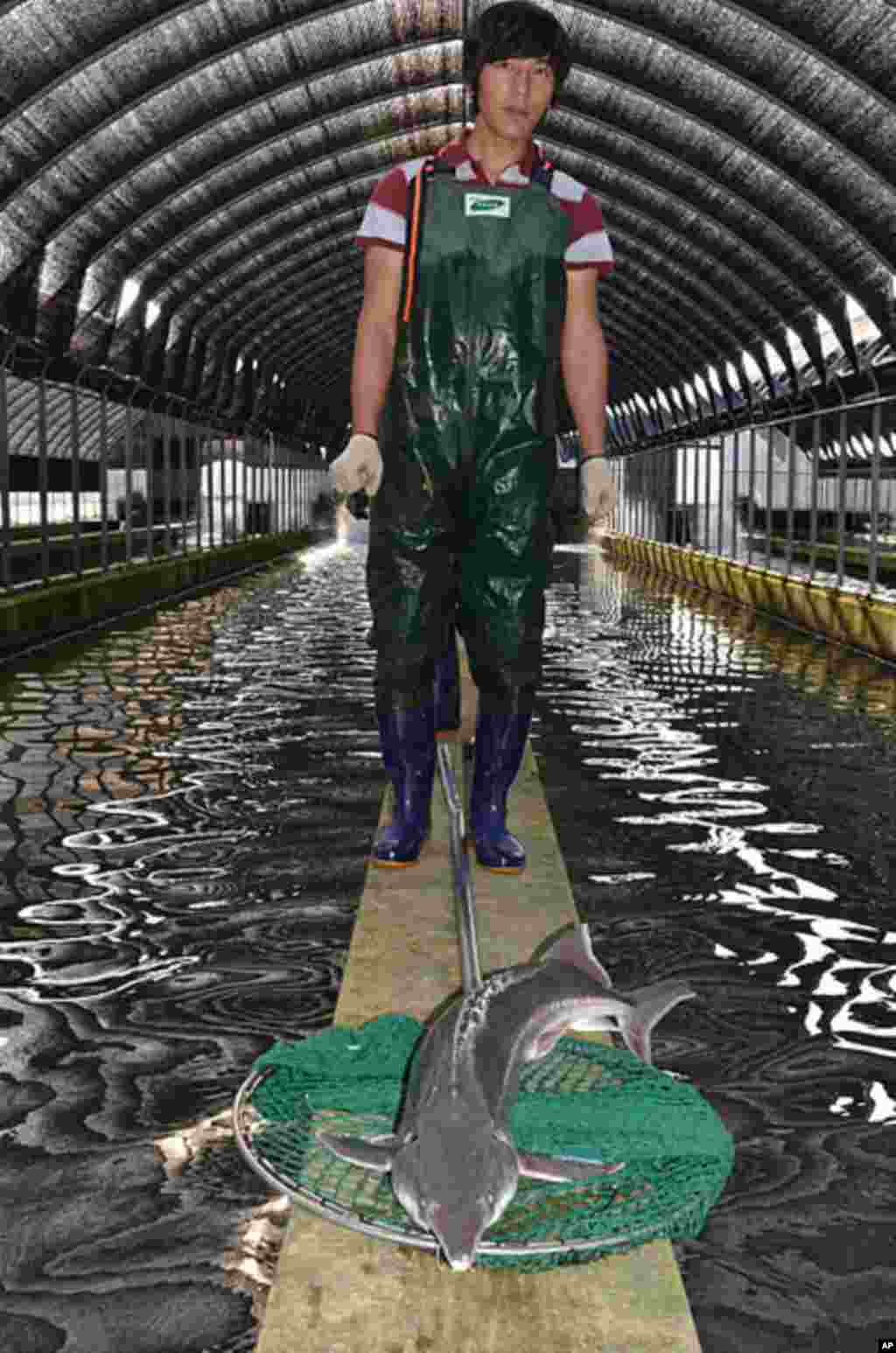 About 50,000 sturgeon are swimming in captivity at South Korea's first and only surviving caviar farm. (VOA - S. Herman)