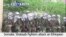 VOA60 Africa - Somalia: Al Shabaab fighters attack an Ethiopian army base leaving at least 60 soldiers dead