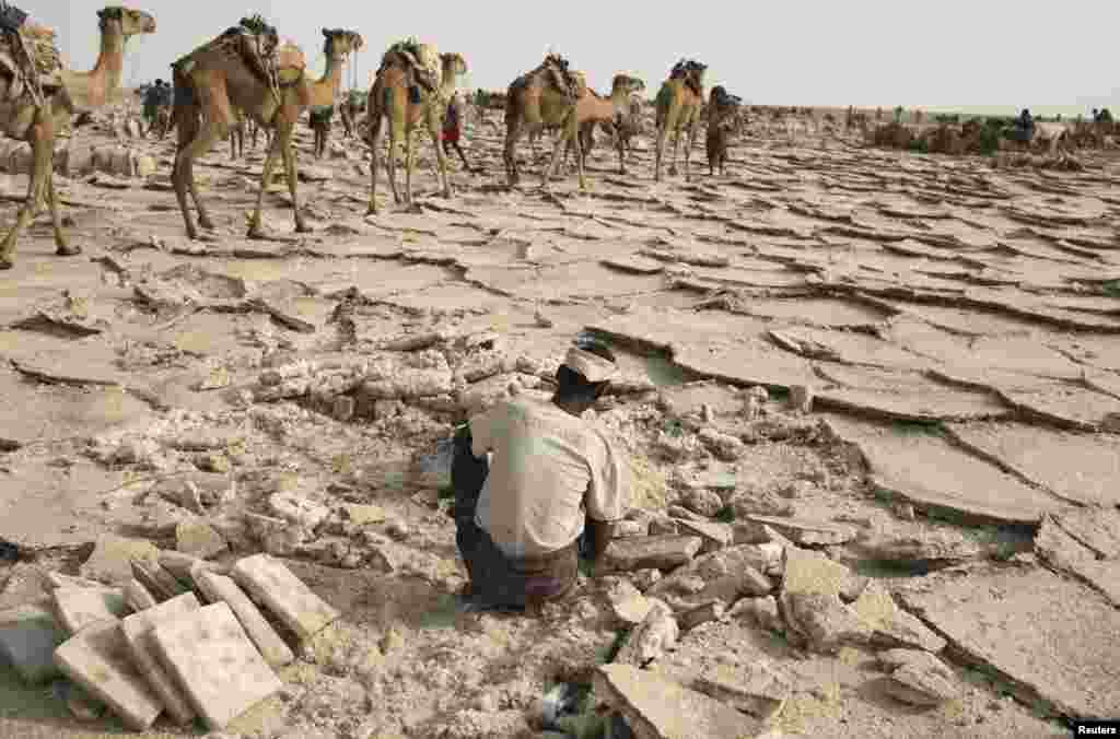 کرہ ارض پر گرم و سخت ترین آب و ہوا رکھنے والے صحراؤں میں سے ایتھوپیا کا دانکل صدیوں سے نمک کے تاجروں کی توجہ کا مرکز رہا ہے۔