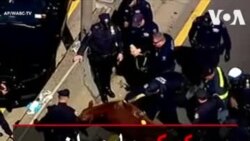 کمک ماموران پلیس نیویورک به گاو زخمی در اتوبان