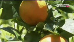 Настоящее Время. Америка – 2 ноября 2016