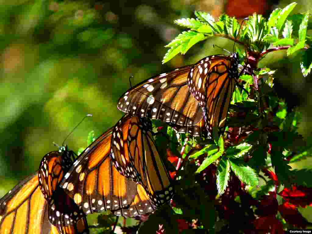 Monarchs arrive in Mexico after the long journey from eastern North America. (Credit: Natalie Tarpein)