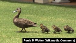 Duck & Ducklings out for a Morning Walk, Hervey Bay Australia