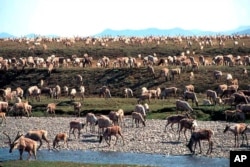 In this undated file photo provided by the U.S. Fish and Wildlife Service, caribou from the Porcupine caribou herd migrate onto the coastal plain of the Arctic National Wildlife Refuge in northeast Alaska.