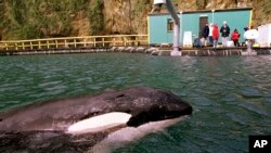 La ballena Lolita permaneció en cautiverio en el aquario de Miami por más de 50 años.