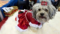 Eva, anjing tsvetnaya Bolonka Rusia, di Pameran Anjing Westminster 2016. Dua anjing serupa dikembalikan setelah diculik di Swiss.