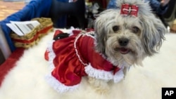 FILE - Eva, a 5-year-old Russian tsvetnaya bolonka from Pennsylvania, participates in the meet the breed portion of the 140th Westminster Kennel Club Dog Show in New York, Feb. 13, 2016. Two dogs of the same breed were returned after being kidnapped in Switzerland.