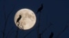 In this photo released by Xinhua News Agency, cormorants are silhouetted against the full moon during the Mid-Autumn Festival in Qiqihar, northeast China's Heilongjiang Province, Sept. 17, 2024.