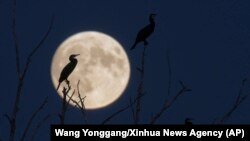 In this photo released by Xinhua News Agency, cormorants are silhouetted against the full moon during the Mid-Autumn Festival in Qiqihar, northeast China's Heilongjiang Province, Sept. 17, 2024.