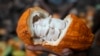 Cocoa Illegally Harvested in Nigerian Conservation Areas, Report Says