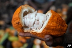 FILE - Babatunde Fatai, a cocoa farmer, holds a cocoa pod at a farm inside the conservation zone of the Omo Forest Reserve in Nigeria, October 23, 2023.
