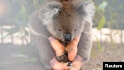 An injured koala sits at the Kangaroo Island Wildlife Park, at the Wildlife Emergency Response Centre in Parndana, Kangaroo Island, Australia.