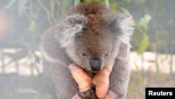 An injured koala sits at the Kangaroo Island Wildlife Park, at the Wildlife Emergency Response Centre in Parndana, Kangaroo Island, Australia.