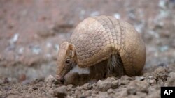 El departamento de salud de Florida lanzó una advertencia de mantenerse alejados de los armadillos. Nueve personas se infectaron de lepra en 2015.