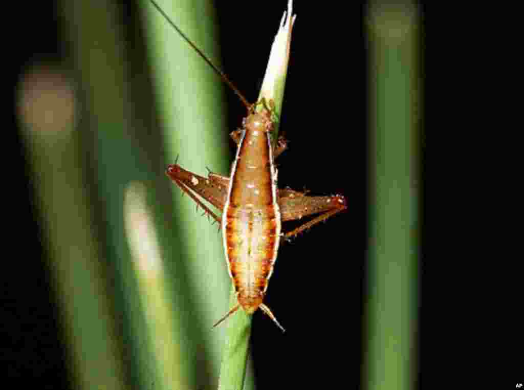 Jumping cockroaches - found in South Africa - were known millions of years ago in the era of the dinosaurs. (Mike Picker, University of Cape Town, South Africa)