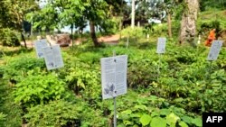 FILE - This picture taken on November 22, 2023 shows plants of native species used by Chiang Mai University's Forest Restoration Research Unit for forest restoration projects in Chiang Mai.