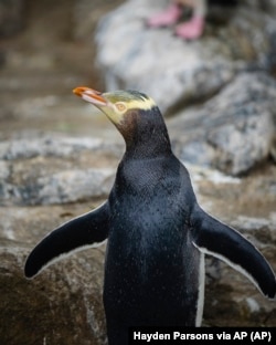 Seekor penguin hoiho atau penguin bermata kuning yang difoto pada 2 April 2023, memenangkan pemilihan Burung Tahun Ini di Selandia Baru pada 16 September 2024. (Hayden Parsons via AP)