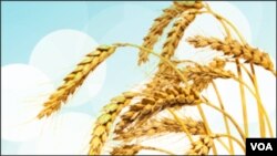 Environment & Science