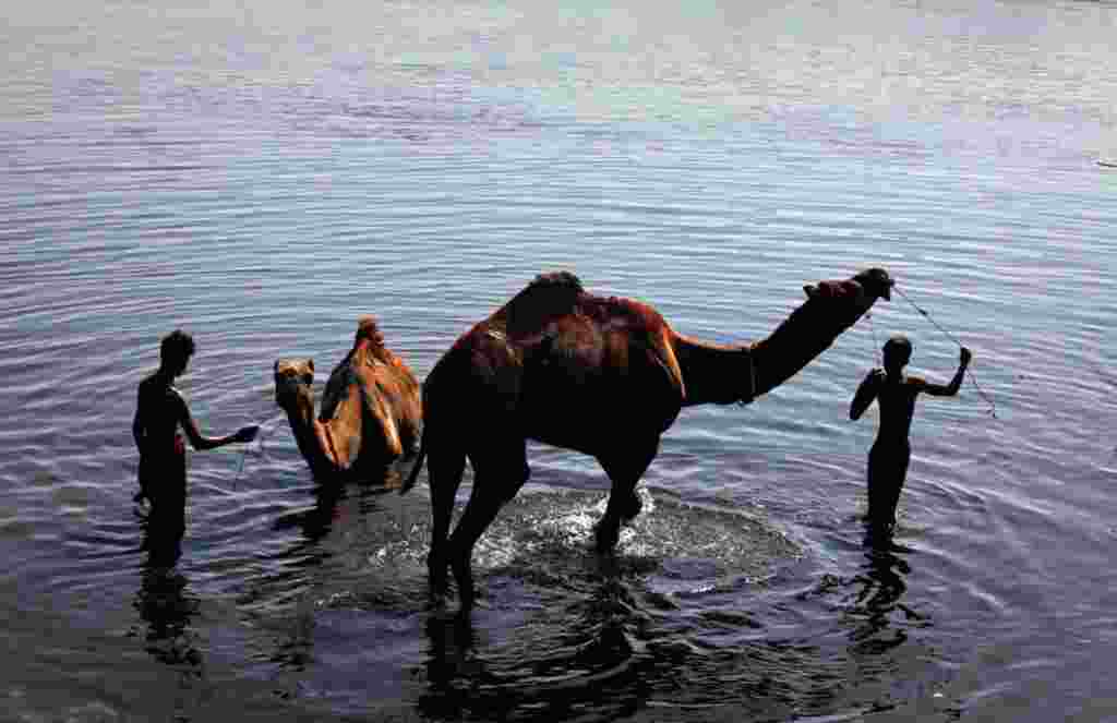 Varios hombres bañan a sus camellos en un arroyo de Karachi, Pakistán.