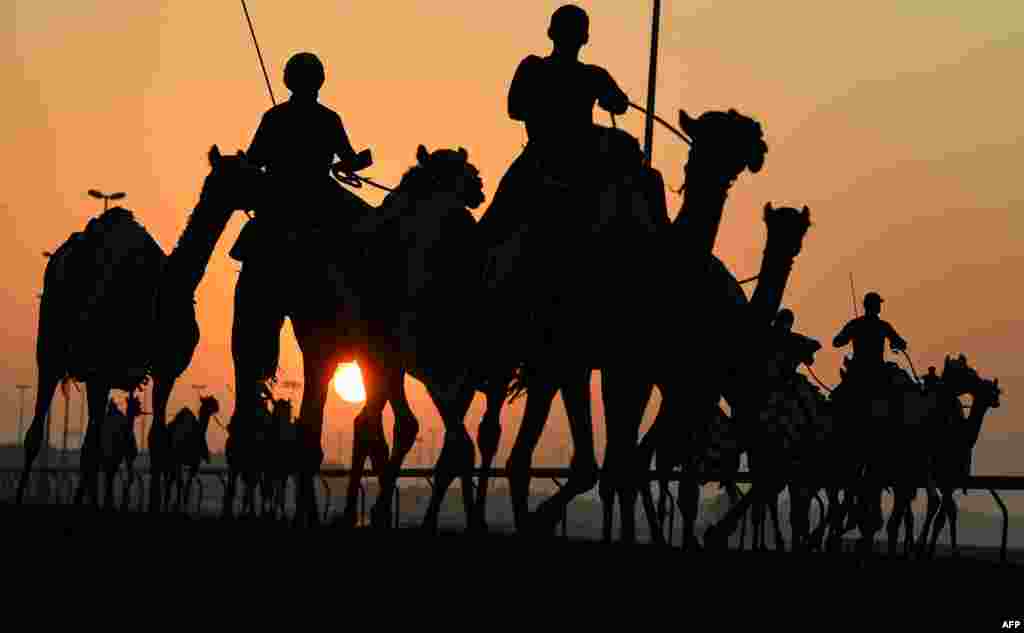 Handlers herd racing camels equipped with robot jockeys during a race at Dubai&#39;s al-Marmoom heritage village, in the United Arab Emirates.