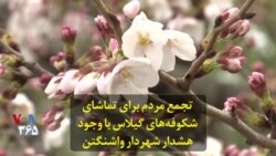 تجمع مردم برای تماشای شکوفه‌های گیلاس با وجود هشدار شهردار واشنگتن